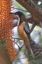 Eastern Spinetail, Bermagui, New South Wales, Australia, April 2006 - click for larger image