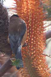 Eastern Spinetail, Bermagui, New South Wales, Australia, April 2006 - click for larger image