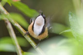 Eastern Spinetail, Daintree, Queensland, Australia, November 2010 - click for larger image