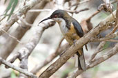 Eastern Spinetail, Paluma, Queensland, Australia, December 2010 - click for larger image