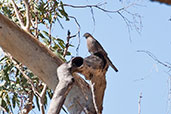 Collared Sparrowhawk, Ellery Creek Big Hole, Northern Territory, Australia, September 2013 - click for larger image