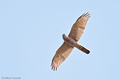 Collared Sparrowhawk, Darwin, Northern Territory, Australia, October 2013 - click for larger image