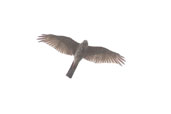 Juvenile Collared Sparrowhawk, Bool Lagoon, SA, Australia, February 2006 - click for larger image