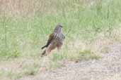 Juvenile Collared Sparrowhawk, Bool Lagoon, SA, Australia, February 2006 - click for larger image