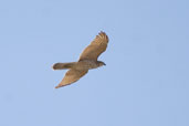 Juvenile Brown Goshawk, The Coorong, SA, Australia, March 2006 - click for larger image