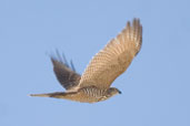 Juvenile Brown Goshawk, The Coorong, SA, Australia, March 2006 - click for larger image