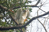 Juvenile Grey Goshawk, Kuranda, Queensland, Australia, November 2010 - click for larger image