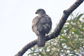 Juvenile Grey Goshawk, Kuranda, Queensland, Australia, November 2010 - click for larger image