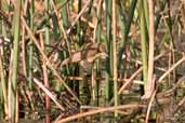 Australian Reed-Warbler, Wye Valley, Victoria, Australia, February 2006 - click for larger image
