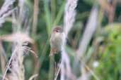 Australian Reed-Warbler, Warnambool, Victoria, Australia, February 2006 - click for larger image