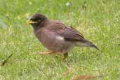 Immature Common Myna, Melbourne, Victoria, Australia, January 2006 - click for larger image