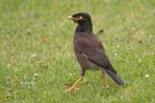 Common Myna, Melbourne, Victoria, Australia, January 2006 - click for larger image