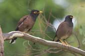 Common Myna, Melbourne, Victoria, Australia, January 2006 - click for larger image