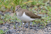 Common Sandpiper, Daintree, Queensland, Australia, November 2010 - click for larger image