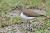 Common Sandpiper, Daintree, Queensland, Australia, November 2010 - click for larger image