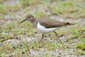 Common Sandpiper, Daintree, Queensland, Australia, November 2010 - click for larger image