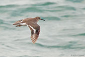 Common Sandpiper, Darwin, Northern Territory, Australia, October 2013 - click for larger image