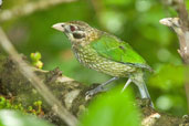 Spotted Catbird, Kuranda, Queensland, Australia, November 2010 - click for larger image