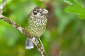 Spotted Catbird, Kuranda, Queensland, Australia, November 2010 - click for larger image