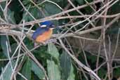 Azure Kingfisher, Wye Valley, Victoria, Australia, March 2006 - click for larger image
