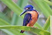 Azure Kingfisher, Kakadu, Northern Territory, Australia, October 2013 - click for larger image