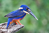 Azure Kingfisher, Kakadu, Northern Territory, Australia, October 2013 - click for larger image