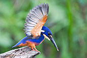 Azure Kingfisher, Kakadu, Northern Territory, Australia, October 2013 - click for larger image