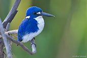Little Kingfisher, Kakadu, Northern Territory, Australia, October 2013 - click for larger image