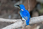 Little Kingfisher, Kakadu, Northern Territory, Australia, October 2013 - click for larger image