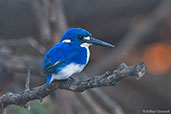 Little Kingfisher, Kakadu, Northern Territory, Australia, October 2013 - click for larger image