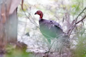 Australian Brush-turkey, Cooktown, Queensland, Australia, November 2010 - click for larger image