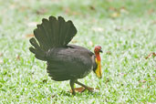 Australian Brush-turkey, Daintree, Queensland, Australia, November 2010 - click for larger image