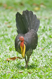 Australian Brush-turkey, Daintree, Queensland, Australia, November 2010 - click for larger image