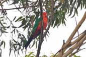 Male Australian King-Parrot, Murramarang NP, NSW, Australia, March 2006 - click for larger image