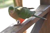 Female Australian King-Parrot, Murramarang NP, NSW, Australia, March 2006 - click for larger image