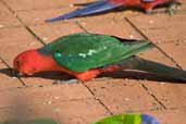 Male Australian King-Parrot, Murramarang NP, NSW, Australia, March 2006 - click for larger image