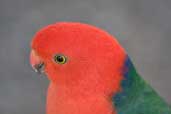 Male Australian King-Parrot, Murramarang NP, NSW, Australia, March 2006 - click for larger image