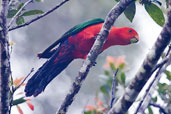 Male Australian King-Parrot, Paluma, Queensland, Australia, December 2010 - click for larger image