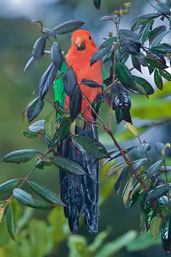 Male Australian King-Parrot, Paluma, Queensland, Australia, December 2010 - click for larger image