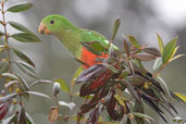 Female Australian King-Parrot, Paluma, Queensland, Australia, December 2010 - click for larger image