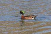 Male Chestnut Teal, The Coorong, Australia, February 2006 - click for larger image