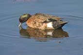 Male Chestnut Teal, Murramarang NP, NSW, Australia, March 2006 - click for larger image