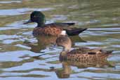 Male and female Chestnut Teal, Murramarang NP, NSW, Australia, March 2006 - click for larger image