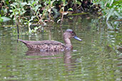 Grey Teal, Melbourne Botanic Gardens, Australia, January 2006 - click for larger image