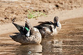 Grey Teal, Ellery Creek Big Hole, Northern Territory, Australia, September 2013 - click for larger image