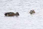 Male and female Australian Shoveler, Warrnambool, Victoria, Australia, February 2006 - click for larger image