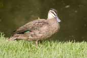 Pacific Black Duck, Melbourne, Victoria, Australia, January 2006 - click for larger image