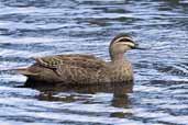 Pacific Black Duck, Coffee Creek, Hobart, Tasmania, Australia, February 2006 - click for larger image