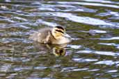 Pacific Black Duckling, Coffee Creek, Hobart, Tasmania, Australia, February 2006 - click for larger image