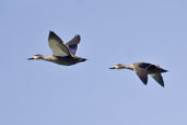 Pacific Black Duck, The Coorong, SA, Australia, March 2006 - click for larger image